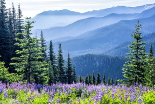 Exploring the Enchanted Realm of the Pacific Northwest: A Journey Through Washington’s Natural Wonders