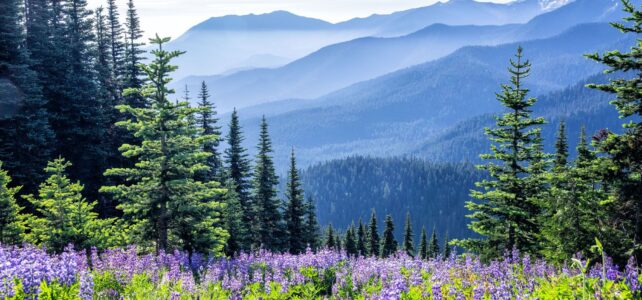 Exploring the Enchanted Realm of the Pacific Northwest: A Journey Through Washington’s Natural Wonders